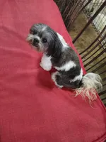 Cracker Jack, a male Shih Tzu for sale in Houston, TX – Photo 6 of 6