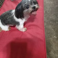 Cracker Jack, a male Shih Tzu for sale in Houston, TX – Photo 5 of 6