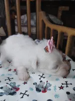 Millie, a female Maltese for sale in Houston, TX – Photo 2 of 6