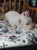 Millie, a female Maltese for sale in Houston, TX – Photo 1 of 6