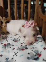 Millie, a female Maltese for sale in Houston, TX – Photo 6 of 6