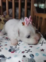 Millie, a female Maltese for sale in Houston, TX – Photo 4 of 6