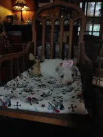 Millie, a female Maltese for sale in Houston, TX – Photo 5 of 6