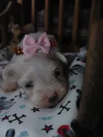 Millie, a female Maltese for sale in Houston, TX – Photo 3 of 6