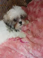 Twinkie, a female Shih Tzu for sale in Houston, TX – Photo 3 of 4