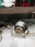 Twinkie, a female Shih Tzu for sale in Houston, TX – Photo 2 of 4