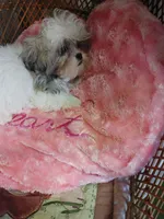 Twinkie, a female Shih Tzu for sale in Houston, TX – Photo 4 of 4