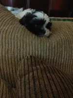 Brusier, a male Maltese and Shih Tzu for sale in Houston, TX – Photo 4 of 10