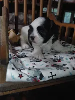 Brusier, a male Maltese and Shih Tzu for sale in Houston, TX – Photo 3 of 10