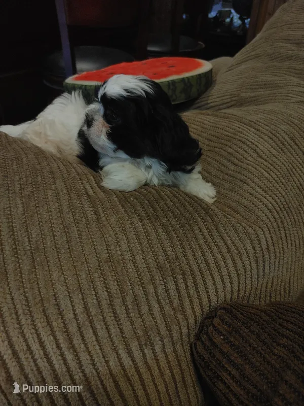 Brusier, a male Maltese and Shih Tzu for sale in Houston, TX – Photo 1 of 10