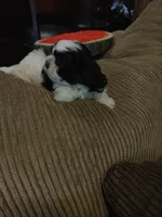 Brusier, a male Maltese and Shih Tzu for sale in Houston, TX – Photo 1 of 10