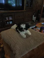 Brusier, a male Maltese and Shih Tzu for sale in Houston, TX – Photo 5 of 10