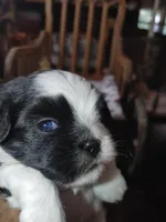 Brusier, a male Maltese and Shih Tzu for sale in Houston, TX – Photo 2 of 10