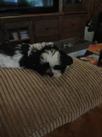 Brusier, a male Maltese and Shih Tzu for sale in Houston, TX – Photo 9 of 10