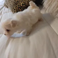 Casey, a male Maltese for sale in Houston, TX – Photo 2 of 5