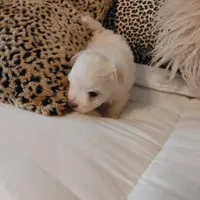 Casey, a male Maltese for sale in Houston, TX – Photo 8 of 10