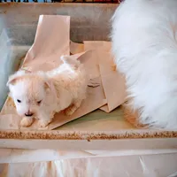 Casey, a male Maltese for sale in Houston, TX – Photo 7 of 10