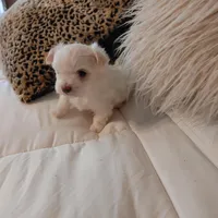 Casey, a male Maltese for sale in Houston, TX – Photo 1 of 5