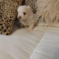 Casey, a male Maltese for sale in Houston, TX – Photo 4 of 5