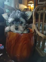 Gunner, a male Yorkshire Terrier for sale in Houston, TX – Photo 1 of 4