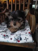 Gunner, a male Yorkshire Terrier for sale in Houston, TX – Photo 2 of 4