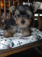 Gunner, a male Yorkshire Terrier for sale in Houston, TX – Photo 3 of 4