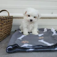 Casey, a male Maltese for sale in Houston, TX – Photo 5 of 10