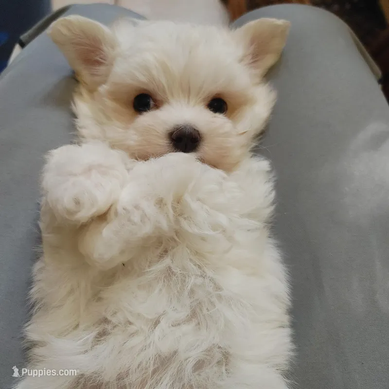 Casey – Maltese puppy for sale in Houston, TX