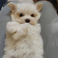 Casey, a male Maltese for sale in Houston, TX – Photo 1 of 10