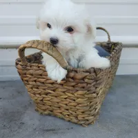 Casey, a male Maltese for sale in Houston, TX – Photo 2 of 10