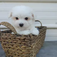 Casey, a male Maltese for sale in Houston, TX – Photo 4 of 10