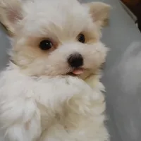 Casey, a male Maltese for sale in Houston, TX – Photo 10 of 10