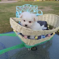 Casey, a male Maltese for sale in Houston, TX – Photo 3 of 10