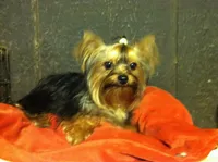 Macey, a female Yorkshire Terrier for sale in Houston, TX – Photo 1 of 2