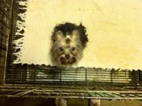 Macey, a female Yorkshire Terrier for sale in Houston, TX – Photo 2 of 2