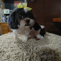Sophie, a female Shih Tzu for sale in Houston, TX – Photo 4 of 4