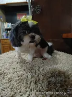 Sophie, a female Shih Tzu for sale in Houston, TX – Photo 4 of 4