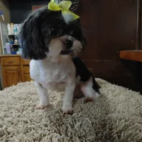 Sophie, a female Shih Tzu for sale in Houston, TX – Photo 3 of 4