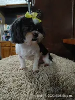 Sophie, a female Shih Tzu for sale in Houston, TX – Photo 3 of 4