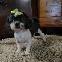 Sophie, a female Shih Tzu for sale in Houston, TX – Photo 2 of 4