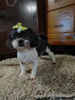 Sophie, a female Shih Tzu for sale in Houston, TX – Photo 2 of 4