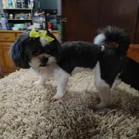 Sophie, a female Shih Tzu for sale in Houston, TX – Photo 1 of 4