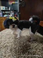 Sophie, a female Shih Tzu for sale in Houston, TX – Photo 1 of 4