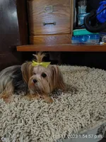 Starie, a female Yorkshire Terrier for sale in Houston, TX – Photo 3 of 3