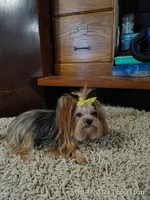 Starie, a female Yorkshire Terrier for sale in Houston, TX – Photo 1 of 3