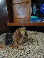 Starie, a female Yorkshire Terrier for sale in Houston, TX – Photo 2 of 3