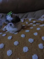 Lucy, a female Maltese and Shih Tzu for sale in Houston, TX – Photo 3 of 10