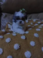 Lucy, a female Maltese and Shih Tzu for sale in Houston, TX – Photo 6 of 10