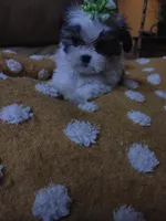 Lucy, a female Maltese and Shih Tzu for sale in Houston, TX – Photo 4 of 10