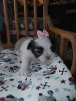 Lucy, a female Maltese and Shih Tzu for sale in Houston, TX – Photo 8 of 10